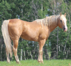 Stallions Quarter Horse – KJBridgeman