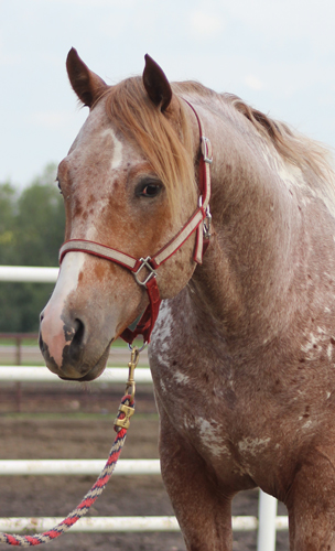 Appaloosa Stallion 2 years in Brookville, PA