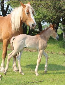 crossbred